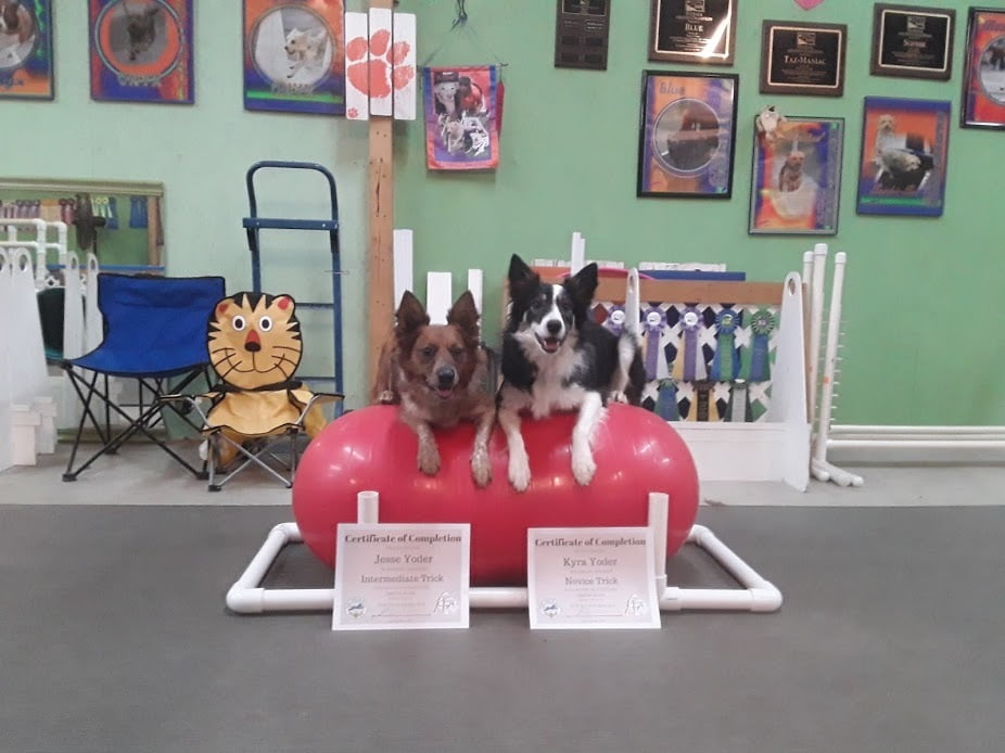 Online Dog Training Virtual Dog Training Legend Acres